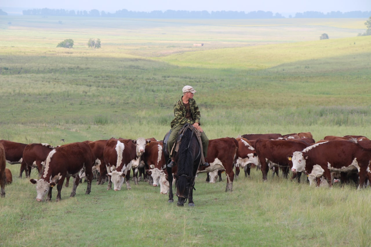 Оновом федеральном законе о побочных продуктах животноводства.